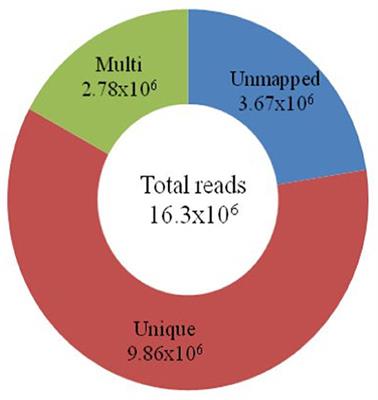 Genome-Wide Single-Nucleotide Polymorphisms in CMS and Restorer Lines Discovered by Genotyping Using Sequencing and Association with Marker-Combining Ability for 12 Yield-Related Traits in Oryza sativa L. subsp. Japonica